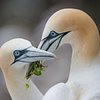 Vegan Gannets